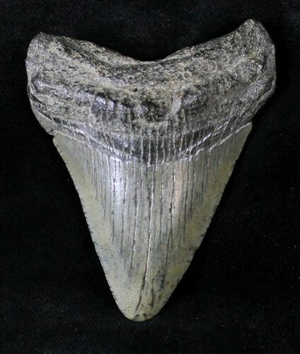 Juvenile Megalodon Tooth #20778